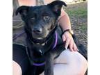 Adopt Eclipse a Mixed Breed