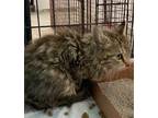 Adopt Poofalooph a Domestic Medium Hair