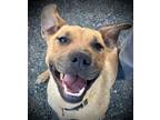 Adopt Rose a Black Mouth Cur, Pit Bull Terrier