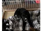 Adopt Lily a Black Labrador Retriever, Border Collie