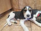 Adopt Diane a Standard Poodle, Treeing Walker Coonhound