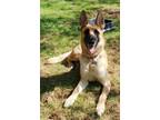 Adopt Reha - Located in MI a Belgian Shepherd / Malinois, German Shepherd Dog