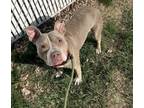 Adopt Kit a Pit Bull Terrier