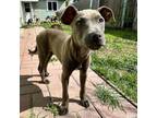 Adopt Azure a Jack Russell Terrier, American Staffordshire Terrier