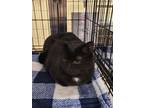 Adopt Bougie a Domestic Short Hair