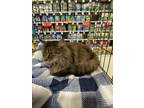 Adopt Piper a Domestic Medium Hair