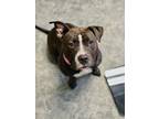 Adopt Sweet Pea a Pit Bull Terrier