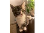 Adopt Ella a Domestic Short Hair