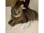 Adopt Fiadh a Domestic Short Hair