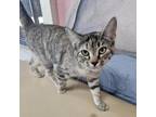 Adopt Velvet a Domestic Short Hair