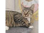 Adopt Alicia a Domestic Short Hair