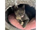 Adopt Lady Horth a Domestic Short Hair