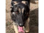 Adopt ABBIE a German Shepherd Dog, Husky