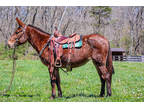 Super Nice Chestnut Molly Mule, Thick Made, Trail Rides, Lots of Heart and