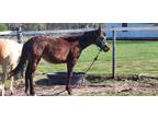 Pretty bay filly ready for her new barn