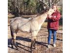 Buckskin AQHA Filly 4k or best offer