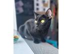 Adopt Onyx a Domestic Short Hair