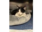 Adopt DeWella a Domestic Medium Hair, Domestic Short Hair