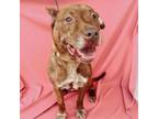 Adopt Joy a Pit Bull Terrier