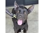 Adopt Lucy a Black Labrador Retriever, Terrier