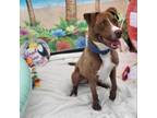 Adopt Amber a Pit Bull Terrier