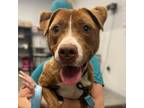 Adopt Amber a Pit Bull Terrier