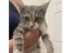 Adopt Baby Corleone a Domestic Short Hair