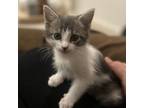 Adopt Grayjoy a American Shorthair