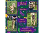 Adopt Nola a Catahoula Leopard Dog, German Shepherd Dog