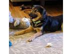 Adopt Baylee a Australian Shepherd