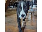 Adopt Atlanta a Pit Bull Terrier, Collie