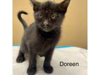 Adopt Doreen *Meet me at Eagan Petsmart* a Domestic Short Hair