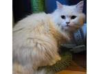 Adopt Sophia a Persian