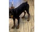 Adopt Judy a Rottweiler, Doberman Pinscher