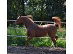 Straight Egyptian Flaxen chestnut mare