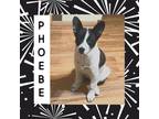 Adopt Phoebe a Mixed Breed
