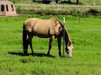 Experienced Trail horse