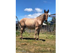 Ready to go to work on your ranch! - Sundance 10yr old Mule