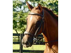 Endurance, Dressage, Trail 16hh Gelding