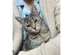 Adopt Honey a Domestic Short Hair