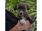 Adopt Guinness a Mixed Breed