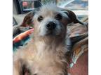 Adopt Vanilla Bean a Wirehaired Terrier, Mixed Breed