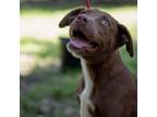 Adopt Ponyo a Chocolate Labrador Retriever, Pointer