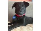 Adopt Morgan a Labrador Retriever, Shepherd