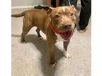 Adopt Wiggles a Pit Bull Terrier