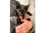 Adopt Starla a Domestic Short Hair