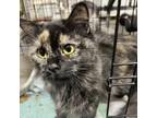 Adopt Winnie a Domestic Medium Hair