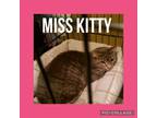 Adopt Miss Kitty a Domestic Short Hair