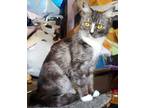 Adopt Cindy a American Shorthair