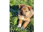 Adopt Koda a German Shepherd Dog, Mixed Breed